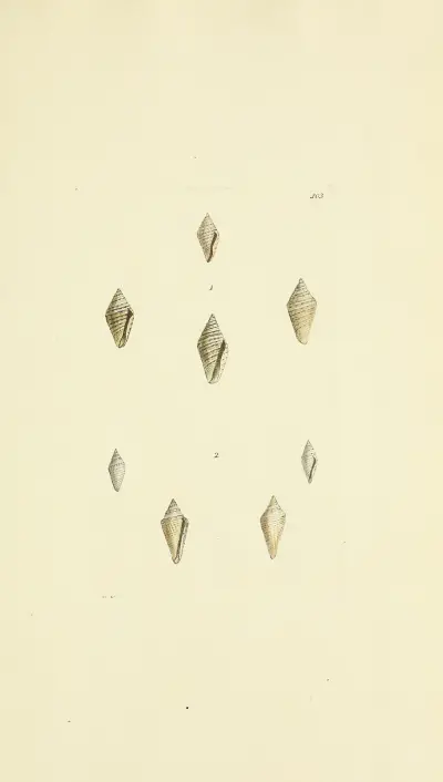 Brittisk mineralisk konkyliologi pl. 487 av James Sowerby