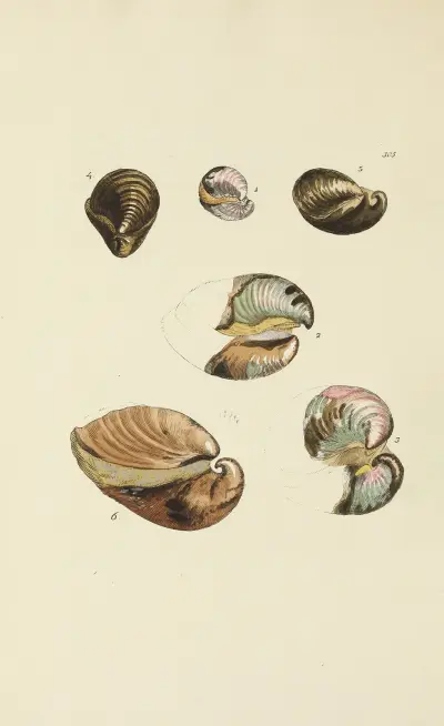 The mineral conchology of Great Britain Pl.489 av James Sowerby