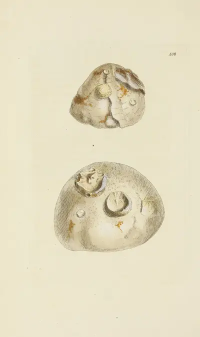 The mineral conchology of Great Britain Pl.491 av James Sowerby