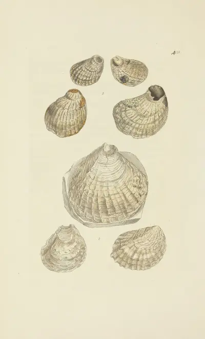 The mineral conchology of Great Britain Pl.492 av James Sowerby