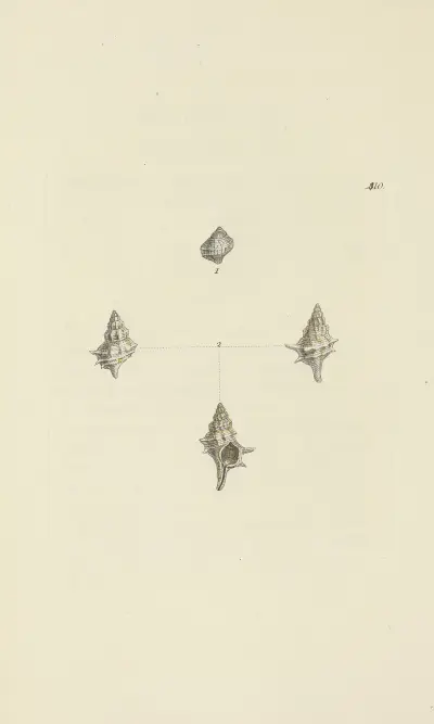 The mineral conchology of Great Britain Pl.493 av James Sowerby