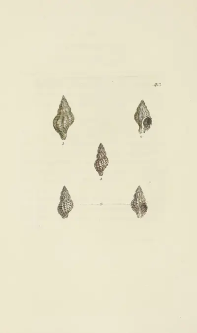 The mineral conchology of Great Britain pl. 495 av James Sowerby
