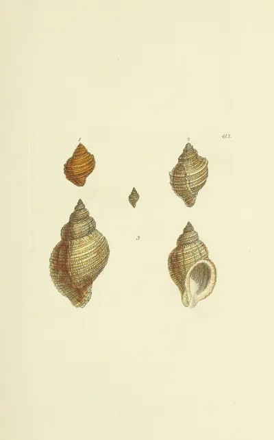 The mineral conchology of Great Britain Pl.496 av James Sowerby