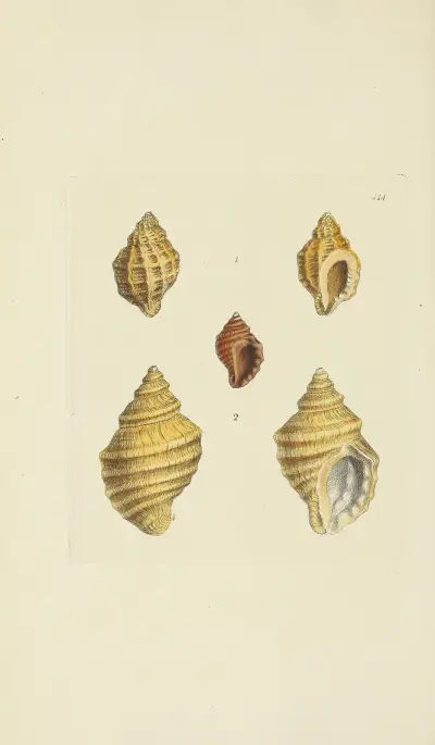 The mineral conchology of Great Britain Pl.497 av James Sowerby