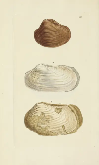 The mineral conchology of Great Britain Pl.502 av James Sowerby