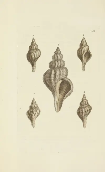 The mineral conchology of Great Britain Pl.505 av James Sowerby