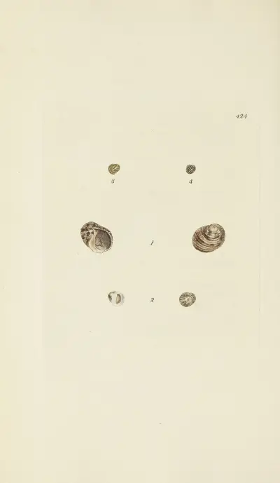 The mineral conchology of Great Britain Pl.506 av James Sowerby