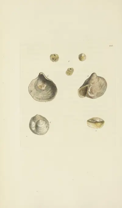 Mineralconchologi från Storbritannien, plansch 507 av James Sowerby