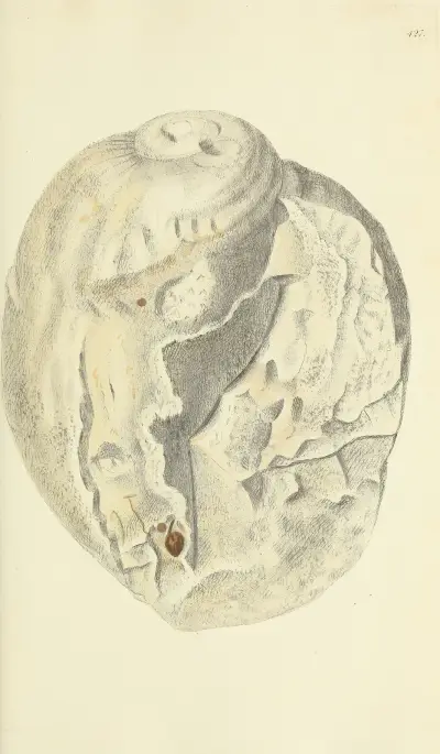 The mineral conchology of Great Britain Pl.509 av James Sowerby