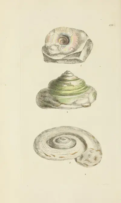 The mineral conchology of Great Britain Pl.510 av James Sowerby