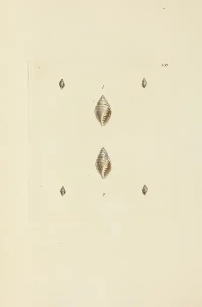 The mineral conchology of Great Britain Pl.512 av James Sowerby