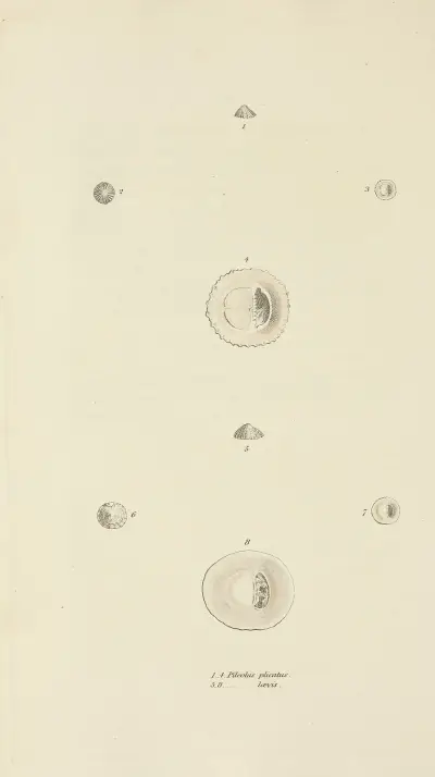 The mineral conchology of Great Britain Pl.514 av James Sowerby