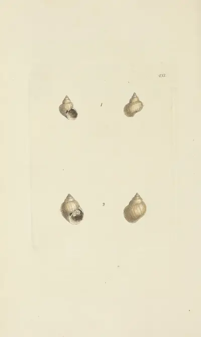 Mineralconkologi från Storbritannien, pl. 515 av James Sowerby