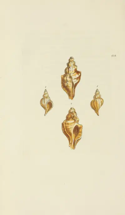 The mineral conchology of Great Britain Pl.516 av James Sowerby