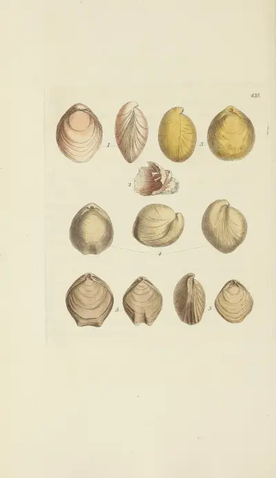 The mineral conchology of Great Britain Pl.517 av James Sowerby