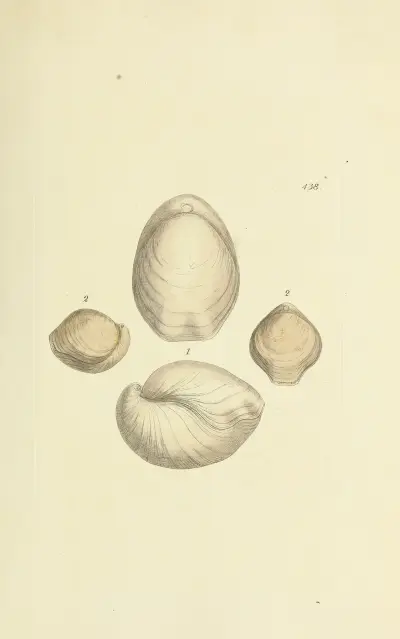 The mineral conchology of Great Britain Pl.520 av James Sowerby