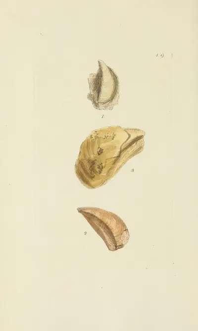 The mineral conchology of Great Britain Pl.521 av James Sowerby