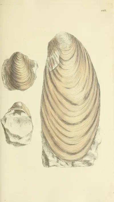 The mineral conchology of Great Britain Pl.524 av James Sowerby