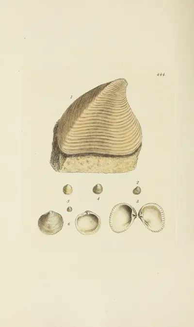 The mineral conchology of Great Britain Pl.526 av James Sowerby