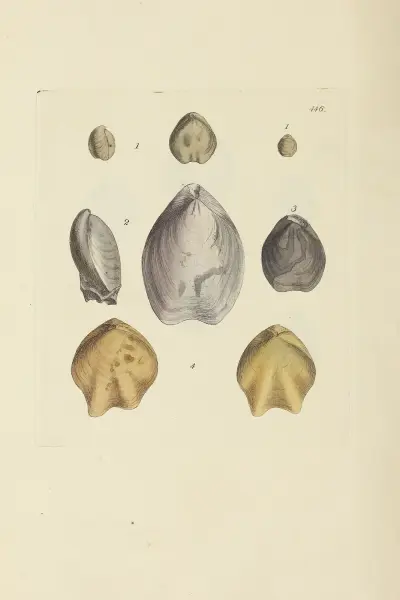 Mineralogisk conchologi från Storbritannien, pl. 528 av James Sowerby
