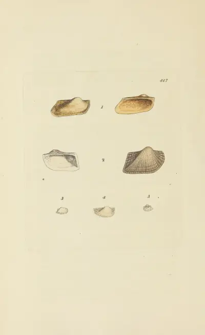 The Mineral Conchology of Great Britain, pl. 529 av James Sowerby