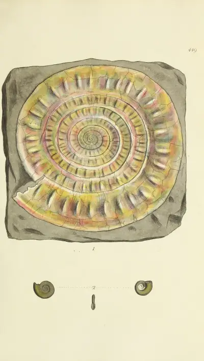 The mineral conchology of Great Britain Pl.531 av James Sowerby