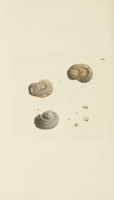 The mineral conchology of Great Britain Pl.532 av James Sowerby