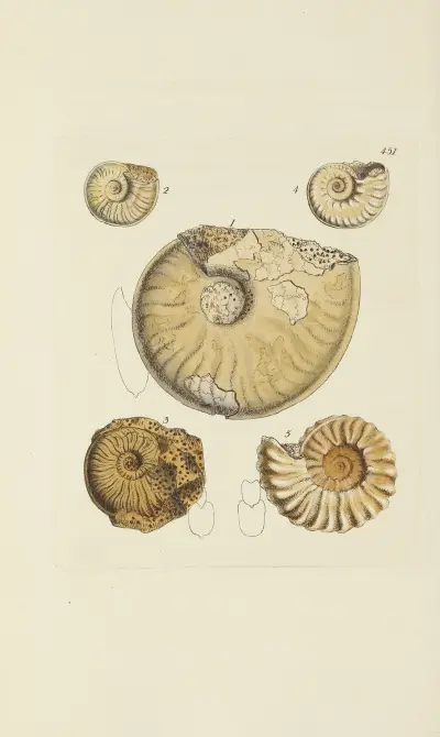 The mineral conchology of Great Britain Pl.533 av James Sowerby