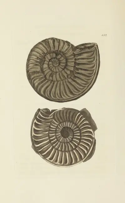The mineral conchology of Great Britain Pl.534 von James Sowerby
