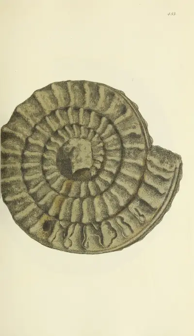 The mineral conchology of Great Britain Pl.535 av James Sowerby