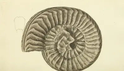 The mineral conchology of Great Britain Pl.536 av James Sowerby