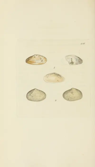 Mineralconchologi från Storbritannien, plansch 537 av James Sowerby