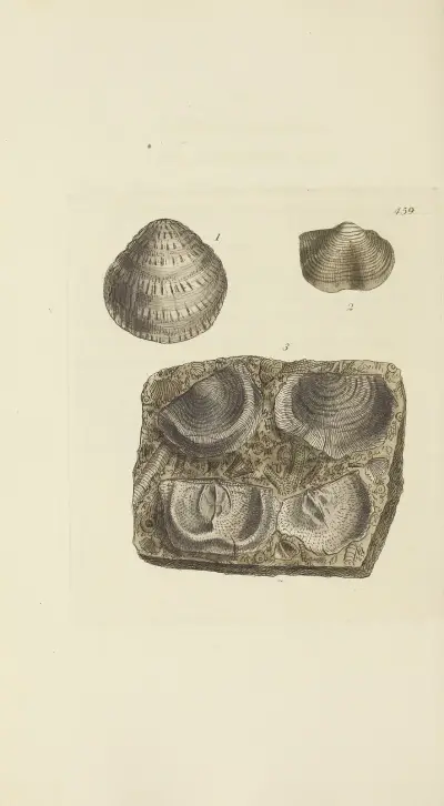 The mineral conchology of Great Britain Pl.540 av James Sowerby