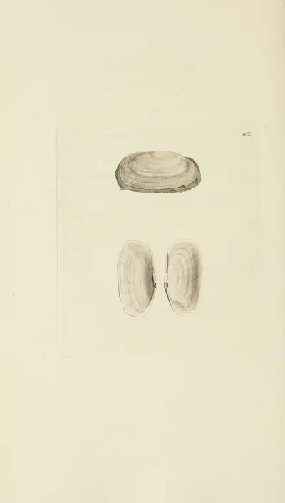 Mineral-konchyliologi från Storbritannien, pl. 543 av James Sowerby