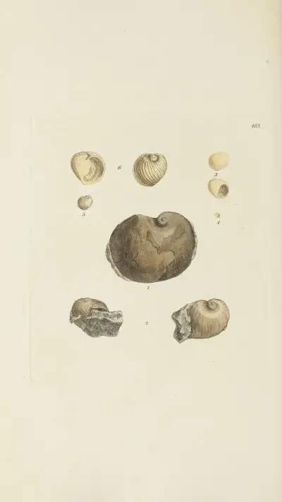 The mineral conchology of Great Britain Pl.544 av James Sowerby