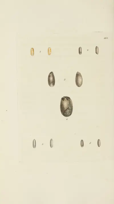 The mineral conchology of Great Britain Pl.545 von James Sowerby