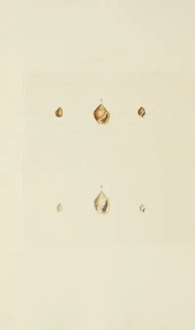 The mineral conchology of Great Britain Pl.546 av James Sowerby