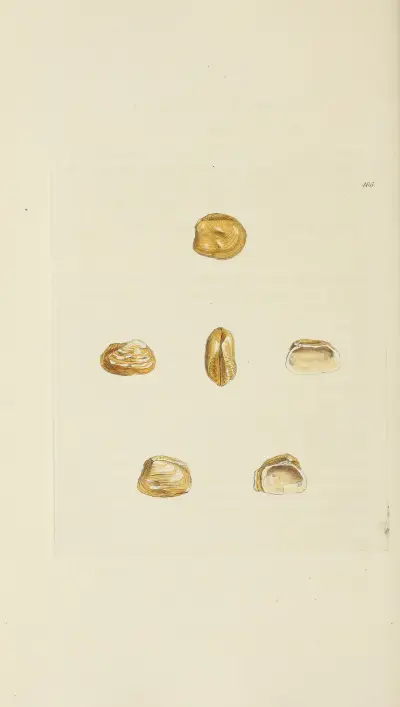 The mineral conchology of Great Britain Pl.547 av James Sowerby