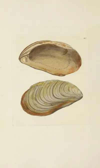 The mineral conchology of Great Britain Pl.548 av James Sowerby