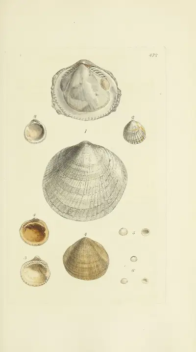The mineral conchology of Great Britain Pl.553 av James Sowerby