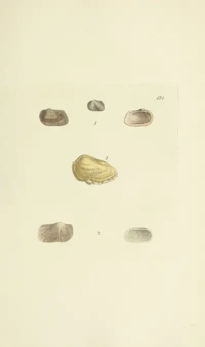 The mineral conchology of Great Britain Pl.555 av James Sowerby