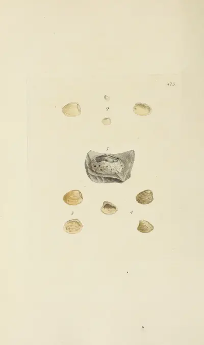 The mineral conchology of Great Britain Pl.556 av James Sowerby