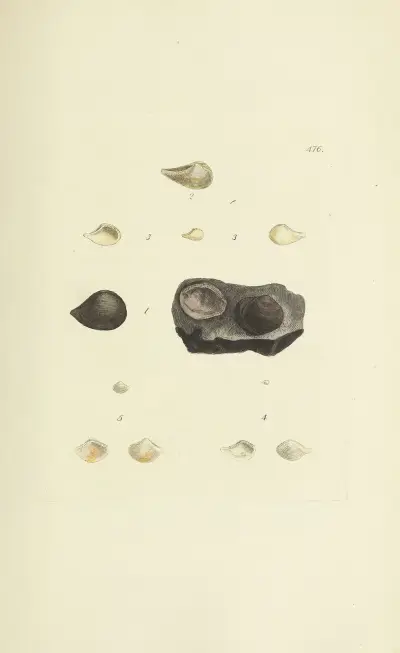 The mineral conchology of Great Britain Pl.557 av James Sowerby