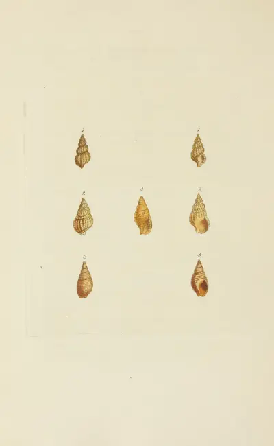 The mineral conchology of Great Britain Pl.558 av James Sowerby