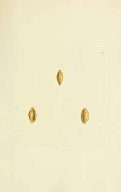 The mineral conchology of Great Britain Pl.559 av James Sowerby