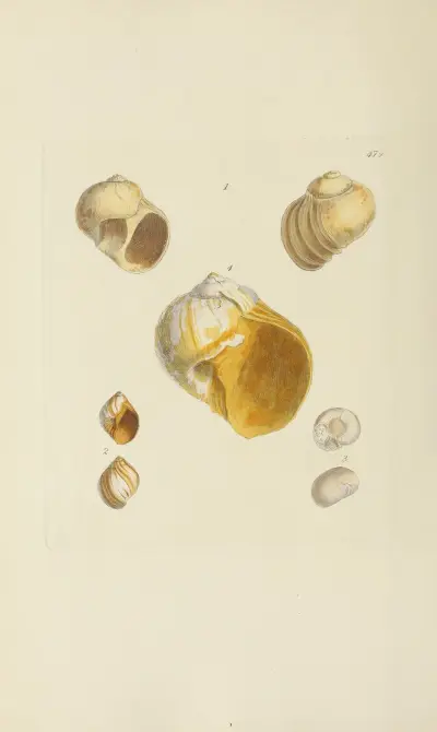 The mineral conchology of Great Britain Pl.560 av James Sowerby