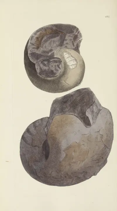 The mineral conchology of Great Britain Pl.562 av James Sowerby