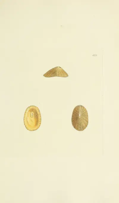 The mineral conchology of Great Britain Pl.564 av James Sowerby