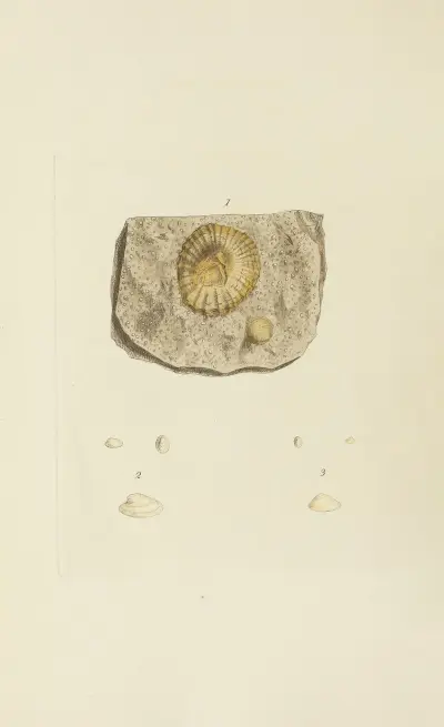 The mineral conchology of Great Britain Pl.565 av James Sowerby