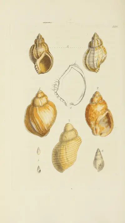 The mineral conchology of Great Britain Pl.567 av James Sowerby
